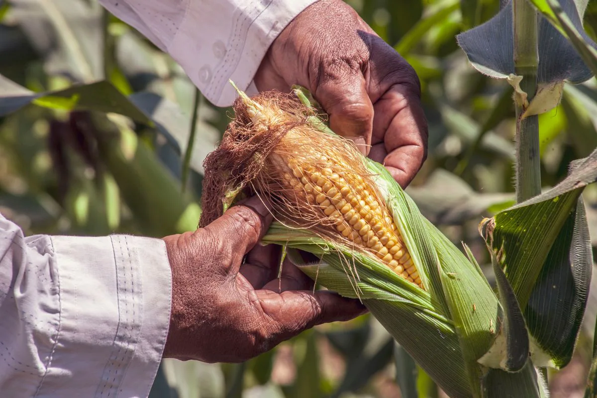 Agricultor colombiano inspeccionando una mazorca de maíz fresca en campo