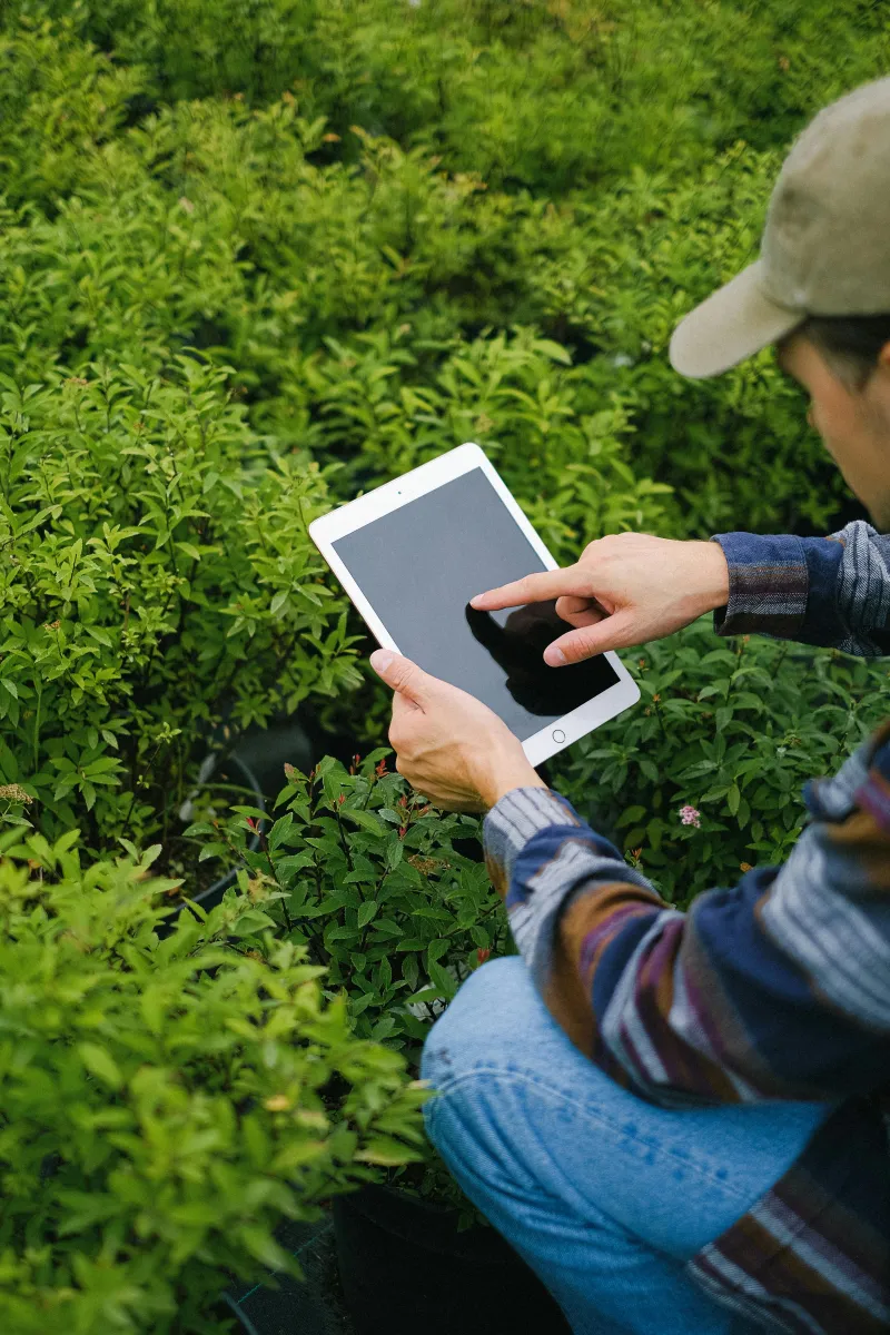 Agricultor analizando la salud de su cultivo en campo